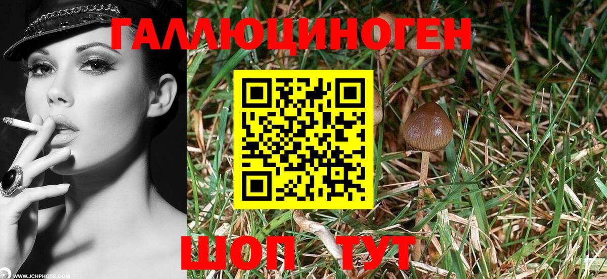 Касимов  Псилоцибиновые грибы GOLDEN TEACHER  где можно купить   Вход с VPN  Псилоцибиновые грибы Cubensis 